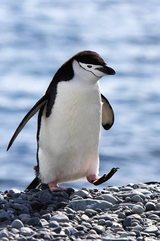 صور طائر البطريق Penguin صور بطريق كيوت إمبراطورية الصور