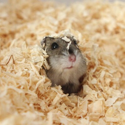 صور هامستر Hamster خلفيات الهامستر تجنن hd - إمبراطورية الصور